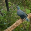 Holub kanarsky - Columba bollii - Bolle's Pigeon 3672
